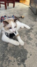 加仕高宠物猫绳胸背带遛猫绳防挣脱猫链子猫咪牵引绳可调节带铃铛S号 实拍图