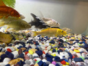 备能*日本黄粉鱼药+水族盐+活性硝化细菌鱼缸用杀菌净水养鱼老三样 实拍图