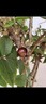 树葡萄苗果树嘉宝果苗正宗沙巴加宝果南北方四季庭院名贵种植盆栽 四季红妃50-60cm高/带叶带土发货 111cm(含)-140cm(含) 实拍图