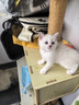 玫斯猫粮（metz）幼猫/成猫猫粮猫全猫粮增肥奶糕英短美短全价美毛 全猫粮1.5kg 实拍图