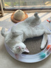 小佩喵星游乐场猫抓板磨爪器猫窝瓦楞纸猫爪板磨爪猫咪用品 实拍图