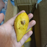 小台芒新鲜现摘产地直发微花皮半黄发货 1斤大果【带箱】89g+ 实拍图