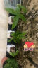 佰花锦办公桌面绿植盆栽发财树室内客厅奶油风网红盆景精致美观四季好养 袖珍椰子+PVC白泡泡盆 整体高度约15-25cm 实拍图