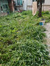 德力西电动割草机充电式锂电池打草机家用手持除草机 实拍图
