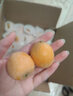 生活＆好管家 四川米易枇杷【顺丰快递】甜枇杷高山枇杷生鲜新鲜水果当季现摘 手选精品 净重2斤(单果20g+)【顺丰】 实拍图