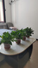 双盟 绿萝盆栽除甲醛花卉绿植办公室新房净化空气110款10盆装源头直发 实拍图