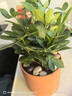 【八方来财】发财树鸭脚木盆栽四季常青桌面防辐射花卉盆景 八方来财20厘米4颗【加仑盆】 送肥料 实拍图