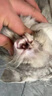 维克（Virbac）耳漂滴耳液狗狗猫咪预防耳螨止痒耳螨滴耳液耳朵清洁宠物洗耳液 60ml 实拍图