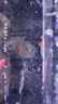 森森 超白玻璃鱼缸一体缸自循环小鱼缸AT-350B款生态桌面观赏性水族箱 实拍图