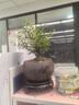 八芽 小叶赤楠盆景摆件室内绿植花卉盆栽老桩客厅办公室桌面好养植物 （【热销款】舍得紫砂盆赤楠+苔藓+底座） 实拍图