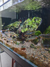 水医生硝化细菌鱼缸水族箱稳除氯气清澈剂净水分解粪便消化用品 鱼缸净水剂1000ml 实拍图