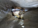 久岩金袖鱼钩成品子线双钩绑好有无刺防缠绕短子线专用高端鲫鱼钩袖钩 35cm有刺金袖【钩4+0.6钩5+0.8】 共20付 实拍图
