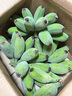 广西苹果蕉【产地直发】新鲜香蕉自然熟香芭蕉香甜粉糯现摘现发 产地直发 10斤 （净重9斤） 实拍图