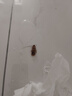 雷达(Raid) 杀蟑剂喷雾 600ml 水基 无香型 杀虫剂喷雾 超市同款 实拍图
