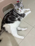 来旺兄弟宠物剃毛器猫咪狗狗剃脚毛修剪器2合1宠物电推剪美容用具用品 实拍图