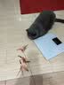 牧灵CFA赛级逗猫棒猫咪玩具自嗨解闷逗猫棒羽毛铃铛替换头小宠物用品 CFA赛级逗猫棒+橘色羽毛 实拍图