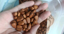 三只松鼠东北松子500g/袋 手剥开口 每日坚果炒货休闲零食地方特产 实拍图