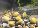 疯狂水草溪流石溪流底沙溪流缸生态鱼缸造景全套适合米家鱼缸造景套餐一体 实拍图