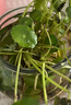 【铜钱草】水培绿植物办公室桌面水养金钱草室内四季常青花卉盆栽 1套铜钱草+圆球玻璃盆 实拍图