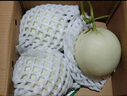 京鲜生 山东玉菇甜瓜礼盒装 2粒 净重4.5-5.5斤 单果2斤起 源头直发 实拍图