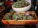 懋扬多肉植物室内小盆栽精品高端多肉大颗株好养花卉绿植阳台客厅 10颗多肉随机+欧式木盆+营养土 实拍图