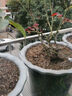 德沃多肥料蔬菜专用营养土50L园艺种菜土壤盆栽果蔬养花土种植土有机基质土 实拍图