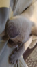迪普尔猫咪指甲剪专用猫指甲刀圆孔指甲钳LED照血线宠物剪指甲新手神器 实拍图
