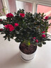 【莎之槿园艺】杜鹃花苗盆栽带花苞四季开花不断室内观花卉绿植植物老桩大棵好养 特大盆红色杜鹃花+仿木桶盆+底托(带花苞发 含盆 实拍图