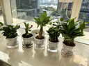 绿有意绿植盆栽多肉花卉盆栽植物室内桌面水培绿植办公室客厅植物懒人 推荐5盆】发财树组合装+肥 实拍图