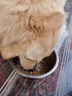赛狮土狗狗粮通用型幼犬成犬10斤装中华田园犬家狗中大型犬粮40斤 【土狗专用】5斤装尝鲜/奶糕粮 实拍图