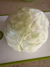 新鲜甘蓝包菜卷心菜新鲜嫩绿莲花白现摘现发到京东来买菜 新鲜包菜 2.5-3斤 人工挑拣 实拍图