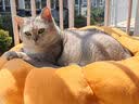 海洋之星 宠物酸奶猫狗零食牛奶冻干奶酪棒益生菌0乳糖宠物伴侣 奶酪冻60g 实拍图