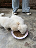 赛狮土狗狗粮通用型幼犬成犬10斤装中华田园犬家狗中大型犬粮40斤 【土狗专用】5斤装尝鲜/奶糕粮 实拍图