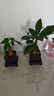 【带盆高度约15-25cm】发财树盆栽室内植物客厅办公室吸甲醛好养 单杆发财树+塑料四方舍得盆+小方底座 花盆直径约8cm 实拍图
