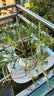 泰西丝太阳花盆栽苗绿植花卉摆件 混色太阳花30株+菱形陶瓷盆 源头直发 实拍图