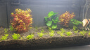 疯狂水草亚马逊水草泥1L鱼缸造景水草缸底砂免洗水藻泥生态鱼缸专用水草泥 晒单实拍图