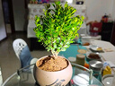 开时果 小叶赤楠盆景摆件 办公室桌面绿植花卉好养盆栽植物源头直发包邮 【热销款】舍得紫砂盆+黑石+底座 实拍图