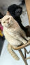 京东京造 全价牛肉粒双拼犬粮10kg 10%真肉粒成幼犬20斤增肌鸡肉味狗粮 实拍图