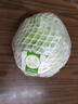 京鲜生 新鲜菠菜 600g 简装 新鲜蔬菜 实拍图