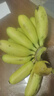 新鲜现摘海南皇帝蕉小香蕉软糯可口水果宝宝蕉 皇帝蕉 2斤 带箱 实拍图