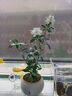 八芽小叶栀子花盆栽开花植物室内桌面茶几好养花卉绿植办公室净化空气 栀子花+白裂纹金边陶瓷盆+苔藓铺好发货 带盆栽好 实拍图