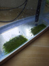 疯狂水草莫斯水草慕斯鱼缸水草真水草净化鱼缸造景水生植物 源头直发包邮 实拍图