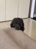 好主人狗粮 全犬种通用幼犬粮2.5kg泰迪金毛拉布拉多比熊天然粮5斤/20斤 全犬种幼犬粮5斤 实拍图