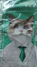 凯锐思 布偶猫专用猫粮幼猫成猫主粮深海鱼粮 布偶2kg 实拍图