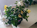开时果 栀子花盆栽浓香型四季开花卉 阳台花卉好养绿植物源头直发包邮 加仑盆【90#栀子花】 实拍图