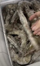 东上御品虾 青岛大虾基围虾鲜活青虾白虾海虾对虾冰虾冻虾生鲜 虾类 海鲜 3斤(净重)  气冻大虾【活虾速冻】 17-21cm【特大虾皇】 实拍图