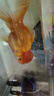 格池（GRECH）格池潜水泵三合一净水增氧过滤水泵鱼缸过滤器循环水泵CQJ-900G 实拍图