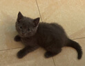 ERGOBABY宠物猫咪洗耳液耳螨狗狗滴耳液猫耳朵清洁耳臭耳痒耳垢耳炎感染耳油耳漂洁耳液 60ml 实拍图