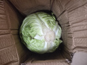 新鲜甘蓝包菜卷心菜新鲜嫩绿莲花白现摘现发到京东来买菜 新鲜包菜 1.5-2斤 人工挑拣 实拍图