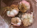 仙果春天精打细蒜 新鲜生鲜蔬菜多瓣大蒜头无添加正宗 干大蒜中果500g 实拍图
